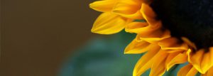Praxis Oinone Buschendorff-Schaar Makroaufnahme Sonnenblume