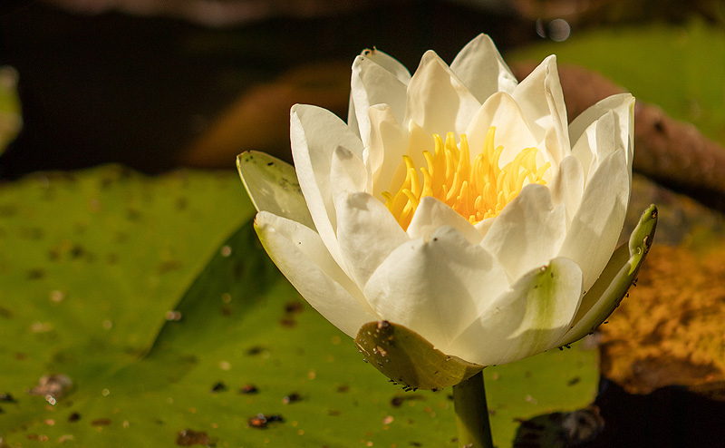 Seerose im Teich neben der Praxis für Mediation, Paarberatung und Coaching in Lübeck