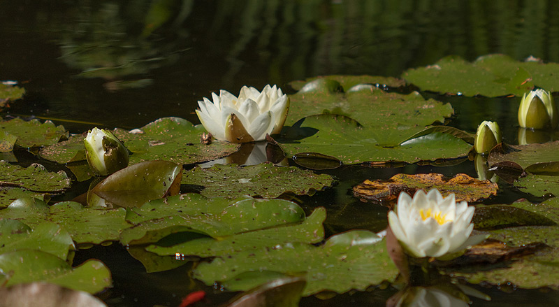 Seerosen im Teich neben der Praxis für Familien-Mediation und EFT-Paartherapie