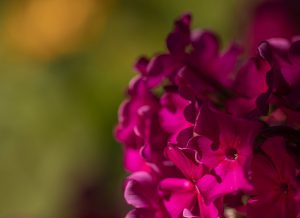 Hortensienblüte im Garten der Praxis für Eheberatung und EFT-Paartherapie