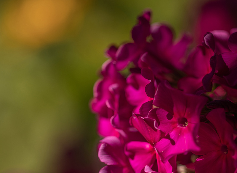 Hortensienblüte im Garten der Praxis für Eheberatung und EFT-Paartherapie
